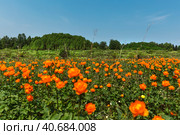 Купа́льница азиа́тская, или огонёк азиа́тский (лат. Trollius asiaticus). Лесные оранжевые цветы в естественной среде обитания. Маслянинский район Новосибирской области, Западная Сибирь России. Стоковое фото, фотограф Евгений Мухортов / Фотобанк Лори