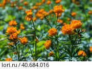 Купа́льница азиа́тская, или огонёк азиа́тский (лат. Trollius asiaticus). Лесные оранжевые цветы в естественной среде обитания. Маслянинский район Новосибирской области, Западная Сибирь России. Стоковое фото, фотограф Евгений Мухортов / Фотобанк Лори