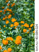 Купа́льница азиа́тская, или огонёк азиа́тский (лат. Trollius asiaticus). Лесные оранжевые цветы в естественной среде обитания. Маслянинский район Новосибирской области, Западная Сибирь России. Стоковое фото, фотограф Евгений Мухортов / Фотобанк Лори