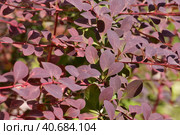 Berberis x ottawensis - ornamental shrub used in landscaping. Стоковое фото, фотограф Володина Ольга / Фотобанк Лори