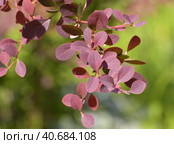 Berberis x ottawensis - ornamental shrub used in landscaping. Стоковое фото, фотограф Володина Ольга / Фотобанк Лори