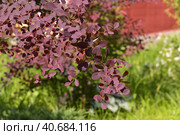 Berberis x ottawensis - ornamental shrub used in landscaping. Стоковое фото, фотограф Володина Ольга / Фотобанк Лори