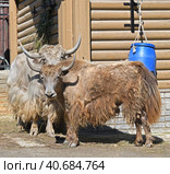 Domestic yaks (Bos grunniens), species of long-haired domesticated cattle. Стоковое фото, фотограф Валерия Попова / Фотобанк Лори