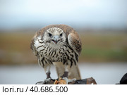 Falcon sitting on a hand. Стоковое фото, фотограф Анна Кривицкая / Фотобанк Лори