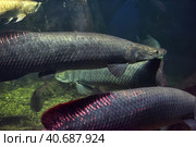 Arapaima (Sudis gigas), also known as the pirarucu. Wildlife animal. Стоковое фото, фотограф Анна Кривицкая / Фотобанк Лори