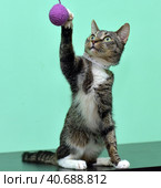 Playful tabby cat. Стоковое фото, фотограф Анна Кривицкая / Фотобанк Лори
