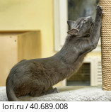 Cute Cat Scratching a Post. Стоковое фото, фотограф Анна Кривицкая / Фотобанк Лори