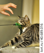 Playful tabby cat. Стоковое фото, фотограф Анна Кривицкая / Фотобанк Лори