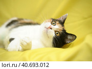 Young playful three-color female cat. Стоковое фото, фотограф Анна Кривицкая / Фотобанк Лори