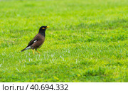 Locust starling. Стоковое фото, фотограф Винокуров Александр / Фотобанк Лори