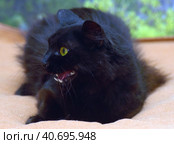 Fluffy cat with green eyes and fangs. Стоковое фото, фотограф Анна Кривицкая / Фотобанк Лори