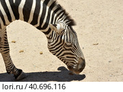 Zebtra in Out Of Africa Wildlife Park in Cmp Verde (2016 год). Стоковое фото, фотограф Анна Кривицкая / Фотобанк Лори