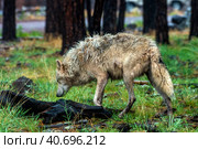 White wolf in the rain. Стоковое фото, фотограф Анна Кривицкая / Фотобанк Лори