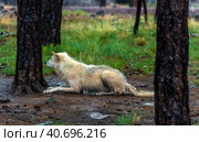 White wolf in the rain. Стоковое фото, фотограф Анна Кривицкая / Фотобанк Лори