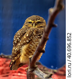 Burrowing Owl (Athene cunicularia) шт Washington zoo. Стоковое фото, фотограф Анна Кривицкая / Фотобанк Лори