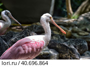 Roseate Spoonbill (Platalea ajaja) in Washington zoo. Стоковое фото, фотограф Анна Кривицкая / Фотобанк Лори