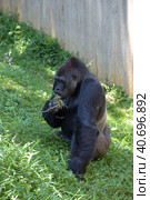 Gorilla in Washington zoo. Стоковое фото, фотограф Анна Кривицкая / Фотобанк Лори