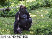 Gorilla in Washington zoo. Стоковое фото, фотограф Анна Кривицкая / Фотобанк Лори