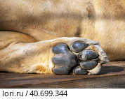 The foot of the lion's hind paw against the background of the animal's belly. Leo rests lying down. The sole of the foot is rough and relief. Стоковое фото, фотограф Бузмакова Светлана / Фотобанк Лори