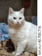 White cat. Стоковое фото, фотограф Анна Кривицкая / Фотобанк Лори