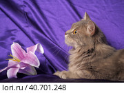 Beautiful fluffy gray cat and flower. Стоковое фото, фотограф Анна Кривицкая / Фотобанк Лори