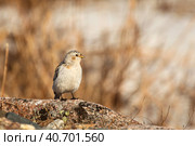 Пуночка (Plectrophenax nivalis) на фоне травы в весенней тундре. Стоковое фото, фотограф Слава Тундринский / Фотобанк Лори