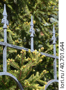 Provincial park: spruce branches and a decorative fence. Living and non-living ‒ similarity of forms: prickly fir-tree branchlets and iron fleur-de-lis ‒ all stretch upwards. Стоковое фото, фотограф Анатолий Власов / Фотобанк Лори