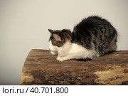 Norwegian forest cat on a tree. Стоковое фото, фотограф Анна Кривицкая / Фотобанк Лори