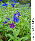 Pulmonária lungwort flowers on green. Стоковое фото, фотограф Анна Кривицкая / Фотобанк Лори