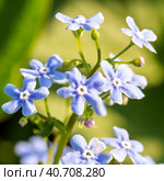 Gentle blue flowers forget-me-not (Myosotis sylvatica) on green natural background. Стоковое фото, фотограф VittoriaChe / Фотобанк Лори