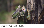 Close-up of disgruntled elderly chameleon walking up a tree trunk with opening its mouth. Veiled chameleon, Yemen chameleon or Cone-head chameleon (Chamaeleo calyptratus) Стоковое фото, фотограф Некрасов Андрей / Фотобанк Лори