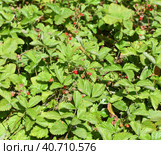 Fragaria vesca, commonly called wild strawberry, woodland strawberry, Alpine strawberry, Carpathian strawberry or European strawberry. Стоковое фото, фотограф Валерия Попова / Фотобанк Лори
