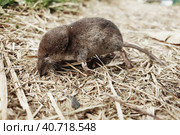 Small white-toothed shrew Crocidura suaveolens on dry grass. A small insectivorous mammal with brown fur in the garden. Background of dry grass. Garden pest. Стоковое фото, фотограф Оксана Медведева / Фотобанк Лори