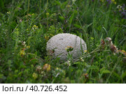 Крупный гриб дождевик - Головач мешковатый (Bovistella utriformis) растет на яйле в крымских горах. A large puffball mushroom - Baggy golovach (Bovistella utriformis) grows on a yail in the Crimean mountains. (2023 год). Стоковое фото, фотограф Владимир Шарый / Фотобанк Лори