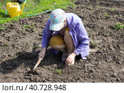 Рыхление земли тяпкой на грядках. Стоковое фото, фотограф Роман Лукьянов / Фотобанк Лори