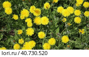 Video of bee collects nectar from flowering yellow dandelions on a sunny summer day. Natural bright floral background. Стоковое видео, видеограф Виктория Катьянова / Фотобанк Лори