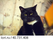 Black with white chest cat with white mustache. Стоковое фото, фотограф Анна Кривицкая / Фотобанк Лори
