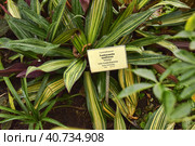 Tradescantia spathacea. Стоковое фото, фотограф Анна Кривицкая / Фотобанк Лори