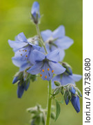 Polemonium caeruleum flowers in a garden. close up shot. Стоковое фото, фотограф Александр Курлович / Фотобанк Лори