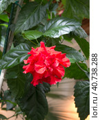 Гибискус китайский (Hibiscus rosa-sinensis) Стоковое фото, фотограф Елена Орлова / Фотобанк Лори