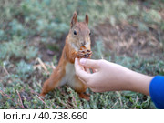 Рука человека, кормящего белку желудем. Крупный план. Feeding squirrels from hands close-up. The squirrel took the acorn from the man's hand and gnaws at it. Selective focus, blurry background. Стоковое фото, фотограф Валерий Елистратов / Фотобанк Лори