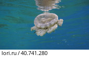 Close-up of Upside Down Jellyfish (Cassiopea andromeda) swims under surface of water reflected in it on bright sunny day in sunrays, Red sea, Egypt. Стоковое фото, фотограф Некрасов Андрей / Фотобанк Лори