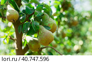 Image of ripe juicy pears hanging on a tree branch. Стоковое фото, фотограф Яков Филимонов / Фотобанк Лори