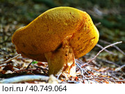Зрелый крупный белый гриб, или боровик (лат. Bolеtus edulis) в крымском буковом лесу. Mature large white mushroom, or boletus (lat. Boletus edulis) in the Crimean beech forest. (2022 год). Стоковое фото, фотограф Владимир Шарый / Фотобанк Лори
