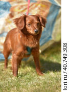 Small ginger dog of the Nevskaya Orchid breed. Стоковое фото, фотограф Анна Кривицкая / Фотобанк Лори