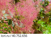 Цветущая скумпия кожевенная (лат. Cotinus coggygria). В период цветения кажется, что дерево покрыто розовым облаком. Аптекарский Огород (филиал ботанического сада МГУ). Москва. Июнь. Стоковое фото, фотограф Сергей Рыбин / Фотобанк Лори