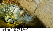 Portrait of an iguana. Close-up. The lizard looks in front of him thoughtfully. Illustration. Imitation of oil painting. Стоковая иллюстрация, иллюстратор Бузмакова Светлана / Фотобанк Лори