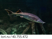 Freshwater fish Kaluga, genus Beluga, sturgeon family. Стоковое фото, фотограф Сергей Чайко / Фотобанк Лори