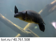 Swimming turtle. Стоковое фото, фотограф Анна Кривицкая / Фотобанк Лори
