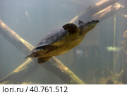 Swimming turtle. Стоковое фото, фотограф Анна Кривицкая / Фотобанк Лори